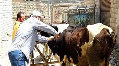 تحصين 218 ألف رأس أبقار ضد الجلد العقدي ببني سويف
