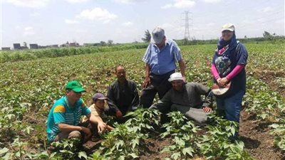 زراعة البحيرة تتابع حقول التكثيف المحصولي.. 