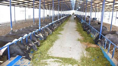 قريبا الرئيس يفتتح أكبر مزرعة إنتاج حيوانى بالبحيرة.. صور