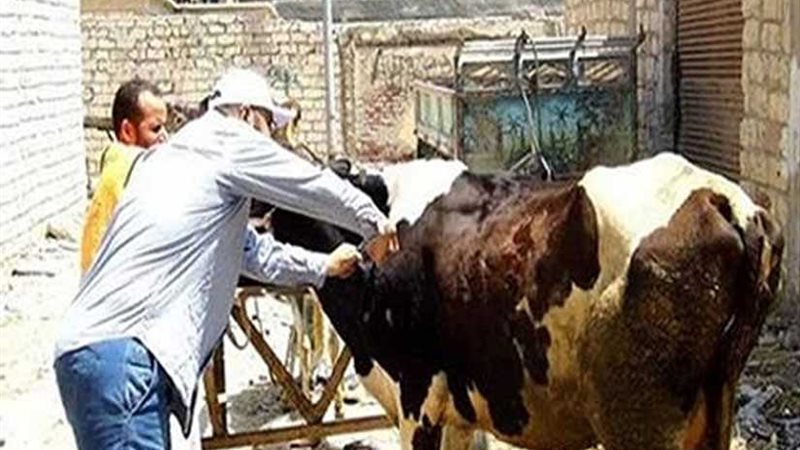 تحصين 218 ألف رأس
