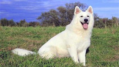 ومن الوفاء ما قتل!