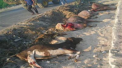 الحيوانات النافقة تشعل أزمة بين الأجهزة التنفيذية بالدقهلية