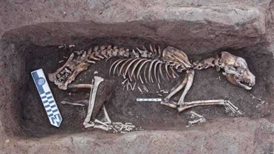 العثور على دفنات آدمية وحيوانية بتل آثار غزالة بمحافظة الدقهلية