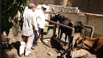 تحصين 105 آلاف حيوان ضد الجلد العقدي بـ