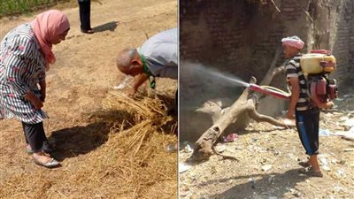 استمرار مكافحة حشرة 