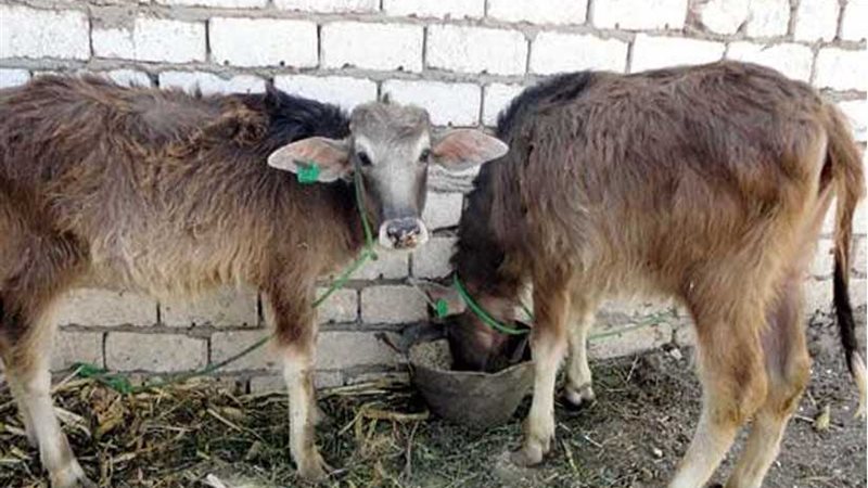 201 مستفيد من مشروع