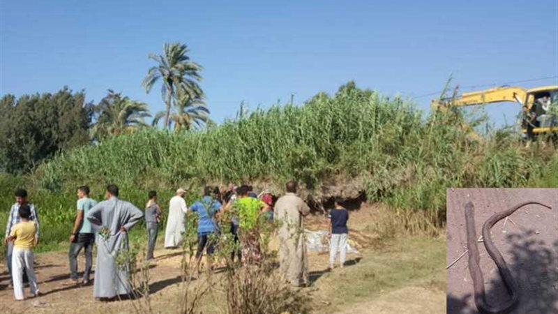 بوابة روزاليوسف ترصد