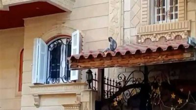 نسناس هارب يثير الذعر بين الدمايطة.. صور