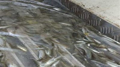 بالصور.. إنزال 80 ألف إصبعية سمك كدفعة خامسة ببحيرة عرب العليقات
