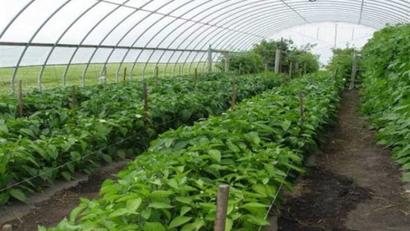 الزراعة تفحص الصوب