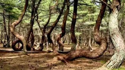 لا على البال ولا الخاطر.. الغابة الراقصة 