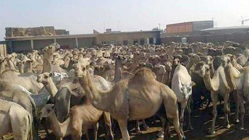 الإفراج عن شحنة إبل