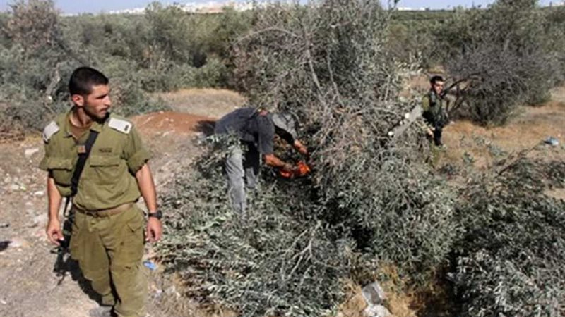 الاحتلال يقتلع 350