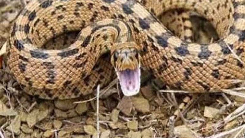 شبرا باخوم تبحث عن