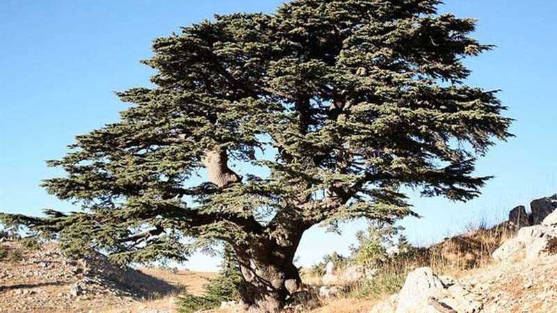 نيويورك تايمز: تغير