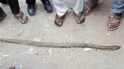 «الثعابين السامة» تهاجم المصلين بالمساجد