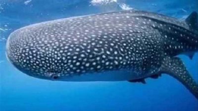 معهد علوم البحار: ظهور قرش الحوت في البحر الأحمر ظاهرة تتكرر سنويا