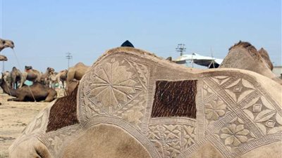 السعودية تحظر عمليات تجميل الإبل