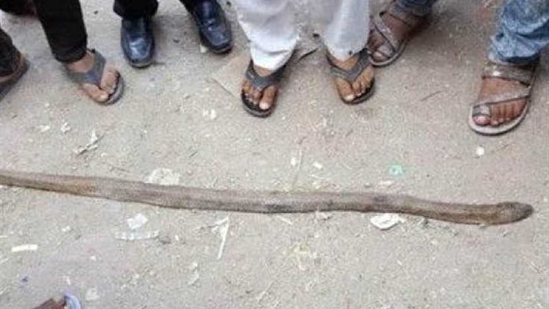 «الثعابين السامة»