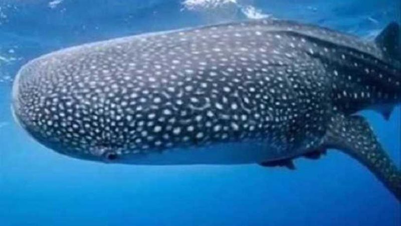 معهد علوم البحار: