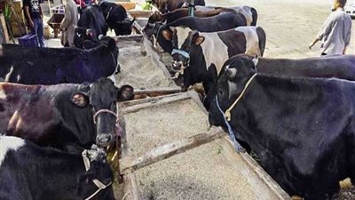 الزراعة: لم نرصد حالات حمى الثلاثة أيام بين الحيوانات والمواشي بأسيوط