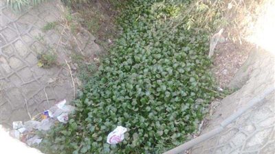 الأفاعي والثعابين تزحف إلى 