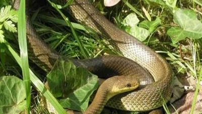 إعانات مالية لأسر المتوفين من لدغ الثعابين بـ”المنوفية“