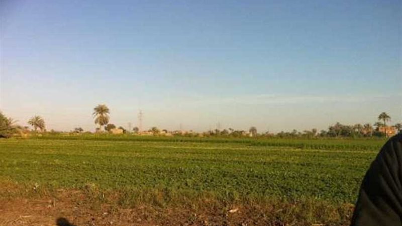 الزراعة:54 قطعة أرض