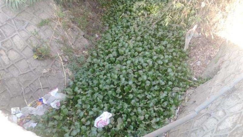 الأفاعي والثعابين