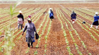 واشنطن بوست : المزارعون البريطانيون في حالة ذعر