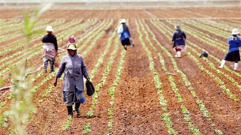 واشنطن بوست : المزارعون