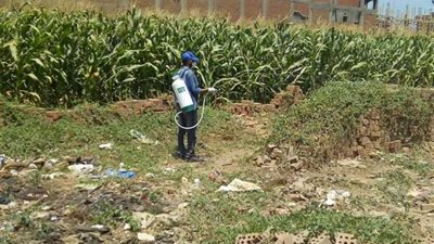 المنوفية تواصل مكافحة الزواحف برش 24 بورة للثعابين