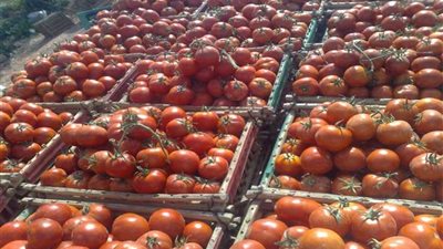 خسائر 1000 فدان طماطم تكشف مافيا شركات المبيدات