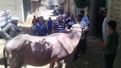 قافلة بيطرية للكشف على الماشية بالمجان بالغنايم.. صور