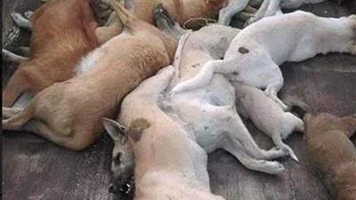 معركة طاحنة على أكل لحوم الكلاب ..