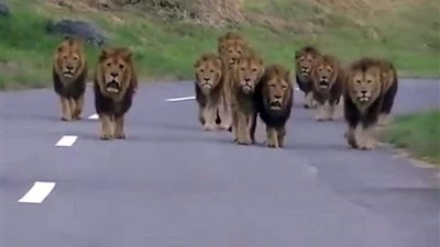 شاهد ..صراع بين رجل مخمور والأسود