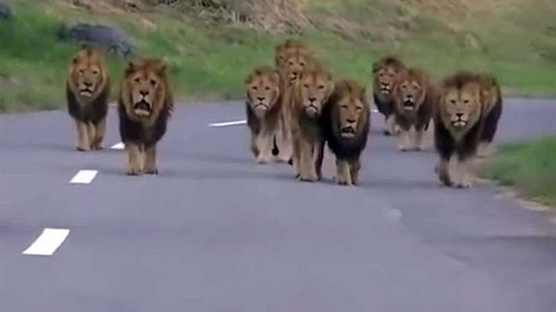 شاهد ..صراع بين رجل