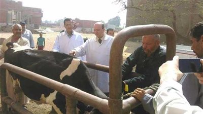 36 قافلة بيطرية قضت على الجلد العقدي ببني سويف