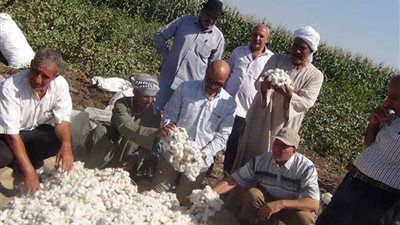 وكيل زراعة أسيوط يتابع بدء جني محصول القطن