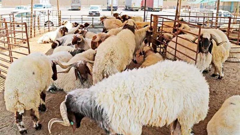 الزراعة: طرح 2775