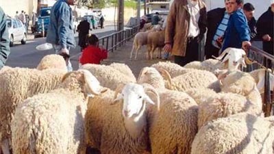 13 نصيحة من الزراعة عند شراء الأضحية