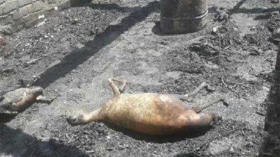 حريق يلتهم منزلًا بدير الجنادلة في الغنايم.. 