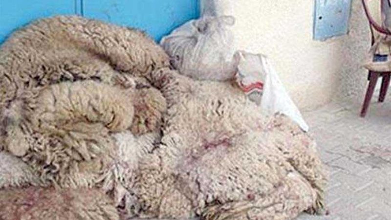 بيع جلود الأضاحي