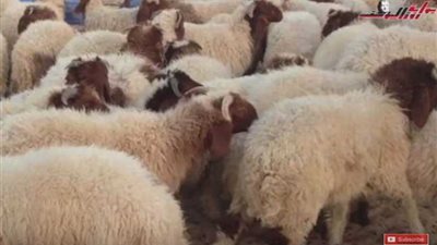 كيف تختار أضُحية العيد بشكل سليم؟ (فيديوجراف)