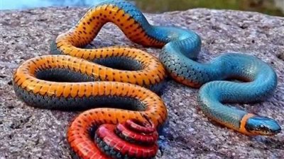 العثور على 10 ثعابين في حضانة أطفال بألمانيا