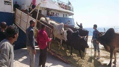 ميناء الإسكندرية يستقبل 1943 رأس ماشية من أروجواي