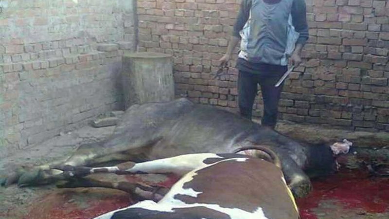 قبل أيام من عيد الأضحى..