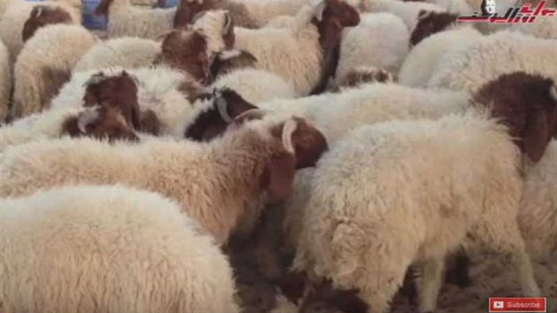 كيف تختار أضُحية