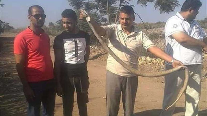 الثعابين تعود لـ