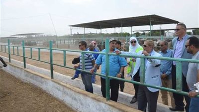 محافظ الإسماعيلية يطمئن على توافر رؤوس الأضاحي